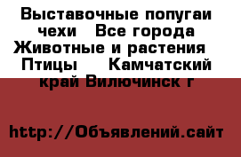 Выставочные попугаи чехи - Все города Животные и растения » Птицы   . Камчатский край,Вилючинск г.